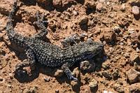 Regungslos  So gut getarnt mitten auf dem Weg ein Sonnenbad zu nehmen, heißt, das Schicksal schon mutwillig heraus zu fordern. Zu seinem Glück entdeckten wir ihn rechtzeitig.    Moorish Gecko  (Tarentola mauritanica)  Mauergecko : Moorish Gecko,Tarentola mauritanica,Mauergecko