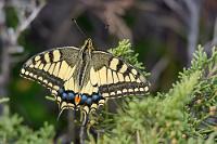 Selten geworden  Zumindest bei uns zu Hause.   Swallowtail  (Papilio machaon)  Schwalbenschwanz : Swallowtail,Papilio machaon,Schwalbenschwanz