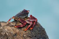 Ausguck  Eine  eng verwandte Schwesterspezies  mit dem Namen  G. grapsus  findet sich in großer Zahl an der süd- und mittelamerikanischen Pazifikküste. Ebenfalls kommt sie in kleineren Populationen auf verstreuten Insen im Westatlantik vor. Die ostatlantische Rote Klippenkrabbe wird aber einer eigenen Subspezies zugerechnet.   Red rock crab, Sally Lightfoot  (Grapsus adscensionis)  Atlantische Rote Klippenkrabbe