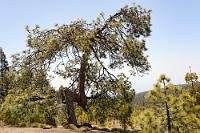 Blitzwachstum  Mit einer Höhe von bis zu 25 m – in Einzelfällen sogar 60 m – ist die Kanaren-Kiefer der größte Baum seiner Art außerhalb Amerikas und kann bis zu 600 Jahre alt werden. Dank einer Besonderheit der Rinde, die mit zunehmendem Alter aufreißt und mehrlagige borkige Schichten bildet, kann die Kiefer auch nach Waldbränden schnell wieder austreiben, da ihre Borke nicht verkohlt, sondern verkrustet und damit den Stamm wirksam schützt.    Canary Island pine  (Pinus canariensis)  Kanarische Kiefer