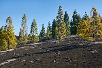 Lichtgrün auf Schwarz  Um nicht stundenlang anstehen zu müssen, hatten wir für den Nachmittag online die noch ausstehende Seilbahnfahrt auf den Teide gebucht. Zeit genug für einen Spaziergang auf ungefähr 2000 m Höhe am Westrand des Teide-Nationalparks. In dem von tiefschwarzem Lavagranulat  bedeckten Gelände wachsen von grauen Nadelhöfen umgebene Kiefern und ein kleiner Vulkankrater reiht sich an den nächsten – vielfach gar nicht unmittelbar als Krater erkennbar.  Canary Island pine  (Pinus canariensis)  Kanarische Kiefer