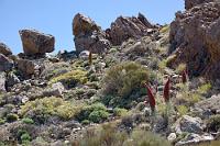 Los Roques #5  Inmitten anderer Exemplare der reichhaltigen Hochlandflora stolpert man zwischen den wie hingeworfenen Felsen immer wieder auch über die an zipfelmützige Zwerge erinnernden Teide Natternköpfe.