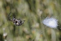 Namenlos...  ...muß diese kleine Spinne bleiben, die zwischen den Halmen harten Grases ihr Netz gesponnen hatte. Mit Aussicht auf Jagderfolg, denn im Gegensatz zur relativ artenarmen Vogel-, Säugetier- und Reptilienwelt Teneriffas gibt's selbst in dieser Höhe reichlich Insekten.