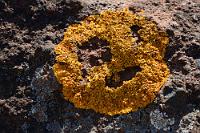 Peace  Okay, etwas verzerrt – aber spontan kam mir beim Betrachten dieser hübsch mit dem rötlichen Boden kontrastierenden Gelbflechte das Peace-Symbol der Siebziger Jahre in den Sinn ;-).   Orange-golden shield  (Xanthoria parietina)  Gewöhnliche Gelbflechte