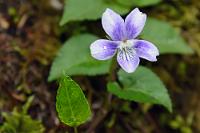 Violeta de Anaga  Wieder ein sogenannter 'lokaler Endemit', dessen natürliches Vorkommen auf feuchte Standorte im Lorbeerwald des Anaga-Gebirges beschränkt ist.    Anaga Veilchen  (Viola anagae)